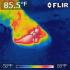 Infrared Thermal Imaging Technology Use on Horses